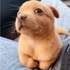 adubbclothes